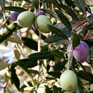 Mission Olive Tree Live Plant - Olea Europaea - Edible Olives - Image 1