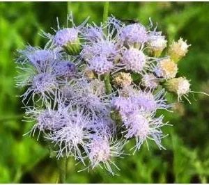 Mistflower Live Plant 1 Gallon Pot - Butterfly Attractant - Image 2
