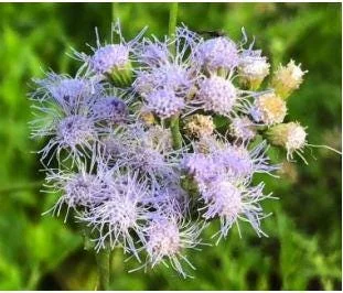 Mistflower Live Plant 1 Gallon Pot - Butterfly Attractant - Image 2