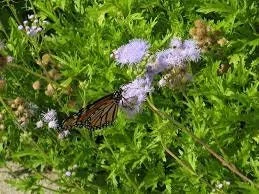 Mistflower Live Plant 1 Gallon Pot - Butterfly Attractant - Image 3