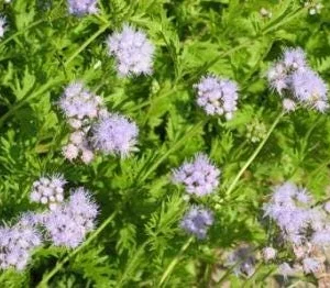 Mistflower Live Plant 1 Gallon Pot - Butterfly Attractant - Image 4