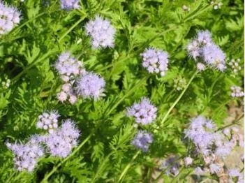 Mistflower Live Plant 1 Gallon Pot - Butterfly Attractant - Image 4