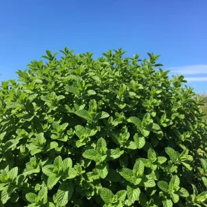 Mojito Mint Live Plant – Fresh Herb in 3.5 Inch Pot – Fragrant, Edible Leaves - Image 4
