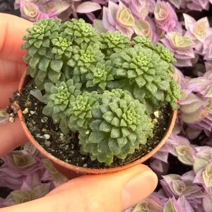 Monanthes Muralis Live Plant – Succulent – Compact – Indoor/Outdoor - Image 2