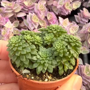 Monanthes Muralis Live Plant – Succulent – Compact – Indoor/Outdoor - Image 3
