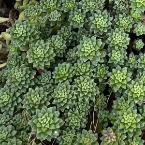 Monanthes Muralis Live Plant – Succulent – Compact – Indoor/Outdoor - Image 4