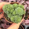 Monanthes Muralis Live Plant – Succulent – Compact – Indoor/Outdoor - Image 1