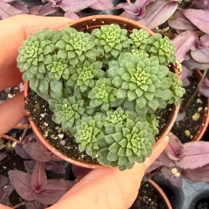 Monanthes Muralis Live Plant – Succulent – Compact – Indoor/Outdoor - Image 1
