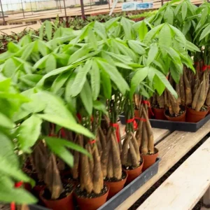 Money Tree Live Plant 4-7