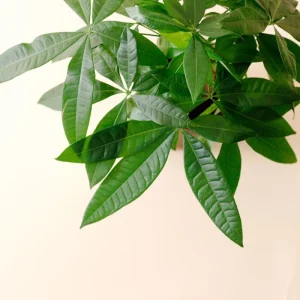 Money Tree Live Plant 4-7