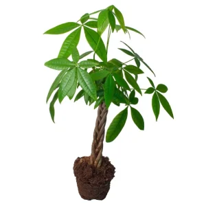 Money Tree Live Plant 4-7