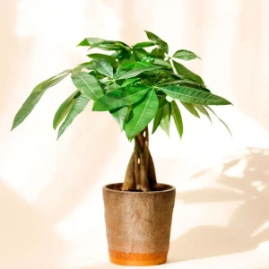 Money Tree Live Plant 4-7
