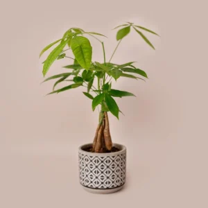 Money Tree Live Plant 4-7
