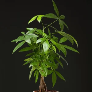 Money Tree Live Plant 4-7