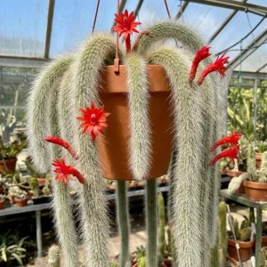 Monkey Tail Cactus Live Plant - 2 Inch Pot, 3-5