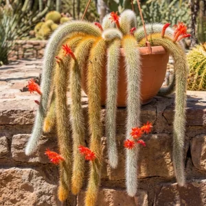 Monkey Tail Cactus Live Plant - 2 Inch Pot, 3-5