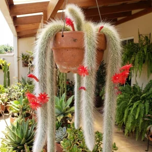 Monkey Tail Cactus Live Plant - 2 Inch Pot, 3-5