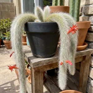 Monkey Tail Cactus Live Plant - 2 Inch Pot, 3-5