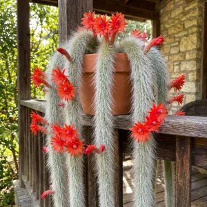 Monkey Tail Cactus Live Plant - 2 Inch Pot, 3-5