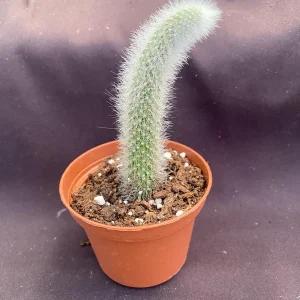 Monkey Tail Cactus Live Plant – Cleistocactus colademononis – 3 Inch Pot - Image 2