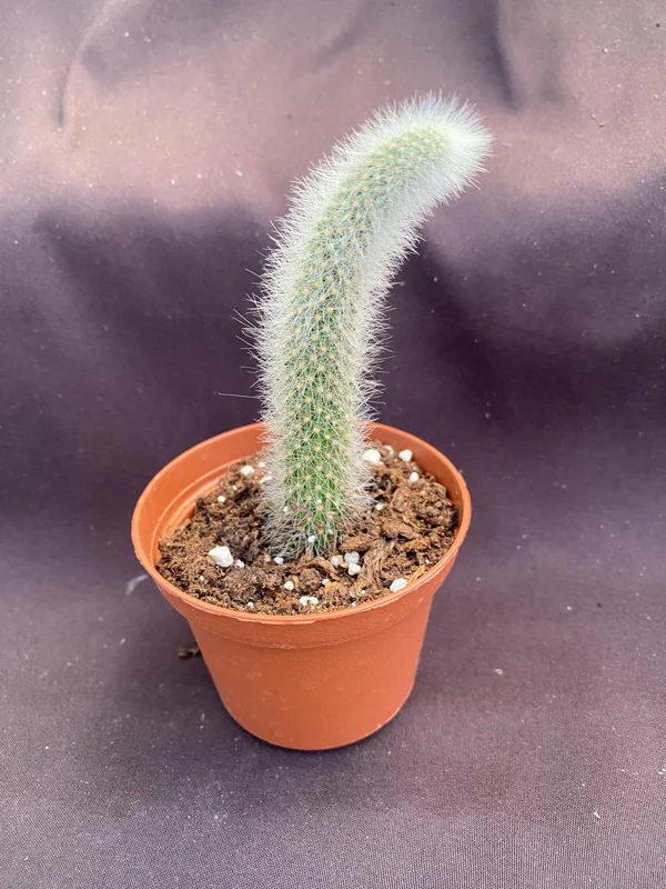 Monkey Tail Cactus Live Plant – Cleistocactus colademononis – 3 Inch Pot - Image 2