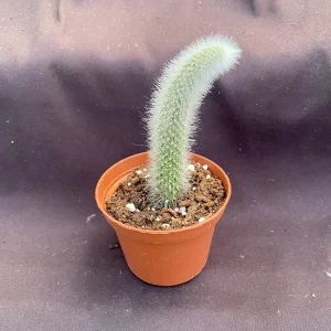 Monkey Tail Cactus Live Plant – Cleistocactus colademononis – 3 Inch Pot - Image 3