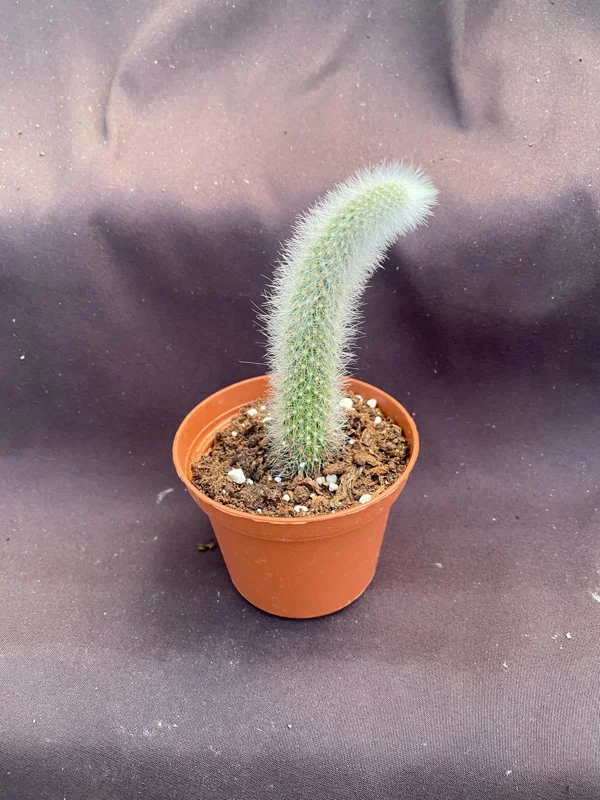 Monkey Tail Cactus Live Plant – Cleistocactus colademononis – 3 Inch Pot - Image 3