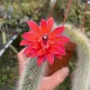 Monkey Tail Cactus Live Plant – Cleistocactus colademononis – 3 Inch Pot - Image 1