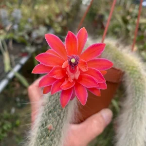 Monkey Tail Cactus Live Plant – Cleistocactus colademononis – 3 Inch Pot - Image 1