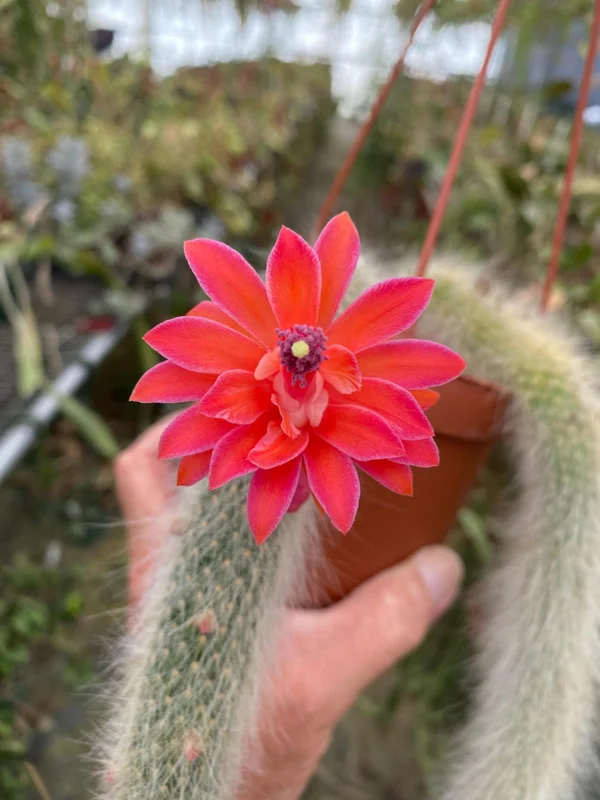 Monkey Tail Cactus Live Plant – Cleistocactus colademononis – 3 Inch Pot - Image 1