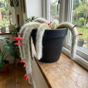 Monkey Tail Cactus Live Plant – Succulent Houseplant – 4-7 Inches Tall – 4 Inch Pot - Image 2