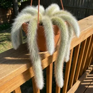 Monkey Tail Cactus Live Plant – Succulent Houseplant – 4-7 Inches Tall – 4 Inch Pot - Image 3