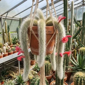 Monkey Tail Cactus Live Plant – Succulent Houseplant – 4-7 Inches Tall – 4 Inch Pot - Image 4