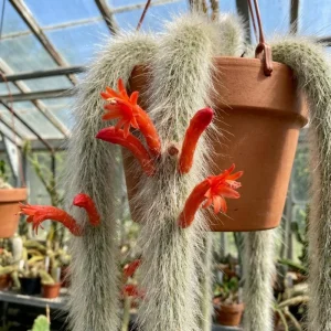 Monkey Tail Cactus Live Plant – Succulent Houseplant – 4-7 Inches Tall – 4 Inch Pot - Image 6