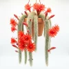 Monkey Tail Cactus Live Plant – Succulent Houseplant – 4-7 Inches Tall – 4 Inch Pot - Image 1