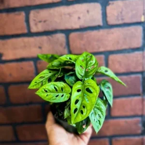 Monstera Adansonii Live Plant – Swiss Cheese Plant – 4