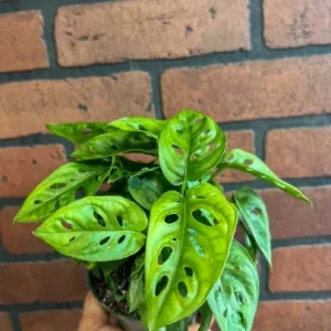 Monstera Adansonii Live Plant – Swiss Cheese Plant – 4