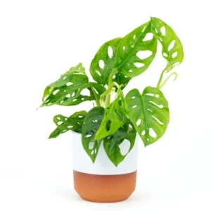 Monstera Adansonii Live Plant – Swiss Cheese Plant – 4
