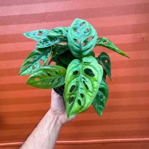 Monstera Adansonii Live Plant – Swiss Cheese Plant – 4