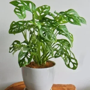 Monstera Adansonii Live Plant – Swiss Cheese Plant – 4