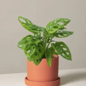 Monstera Adansonii Live Plant – Swiss Cheese Plant in 6