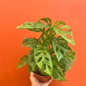 Monstera Adansonii Live Plant – Swiss Cheese Plant in 6