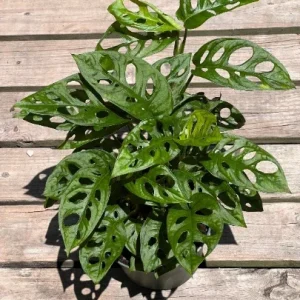 Monstera Adansonii Live Plant – Swiss Cheese Plant in 6