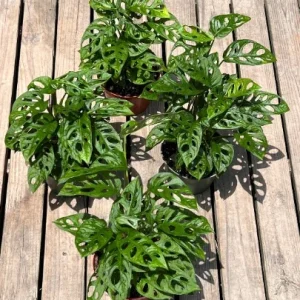 Monstera Adansonii Live Plant – Swiss Cheese Plant in 6