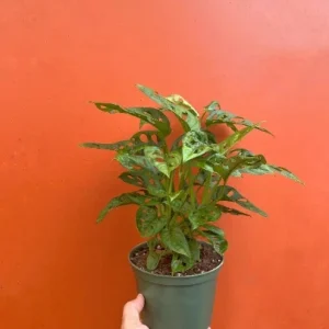 Monstera Adansonii Live Plant – Swiss Cheese Plant in 6