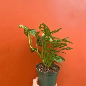 Monstera Adansonii Live Plant – Swiss Cheese Plant in 6