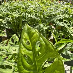 Monstera Adansonii Live Plant – Swiss Cheese Plant in 6