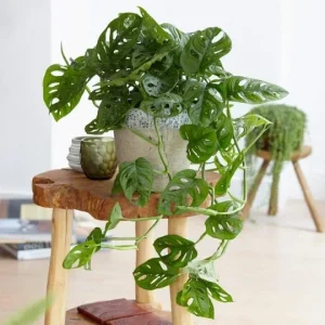 Monstera Adansonii Live Plant – Swiss Cheese Plant in 6