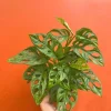 Monstera Adansonii Live Plant – Swiss Cheese Plant in 6" Pot – Indoor/Outdoor Tropical - Image 1