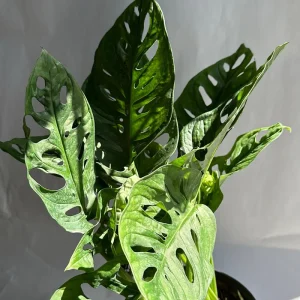 Monstera Adansonii Swiss Cheese Live Plant 6" Pot Indoor - Image 2